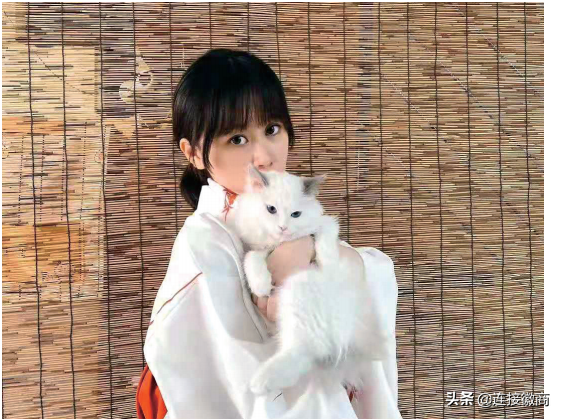 做猫咪代理赚钱么