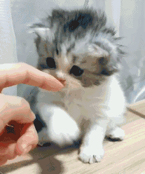 为什么猫摸爽了会咬人