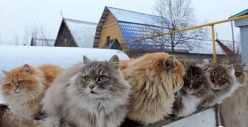 宠物猫挑选与饲养