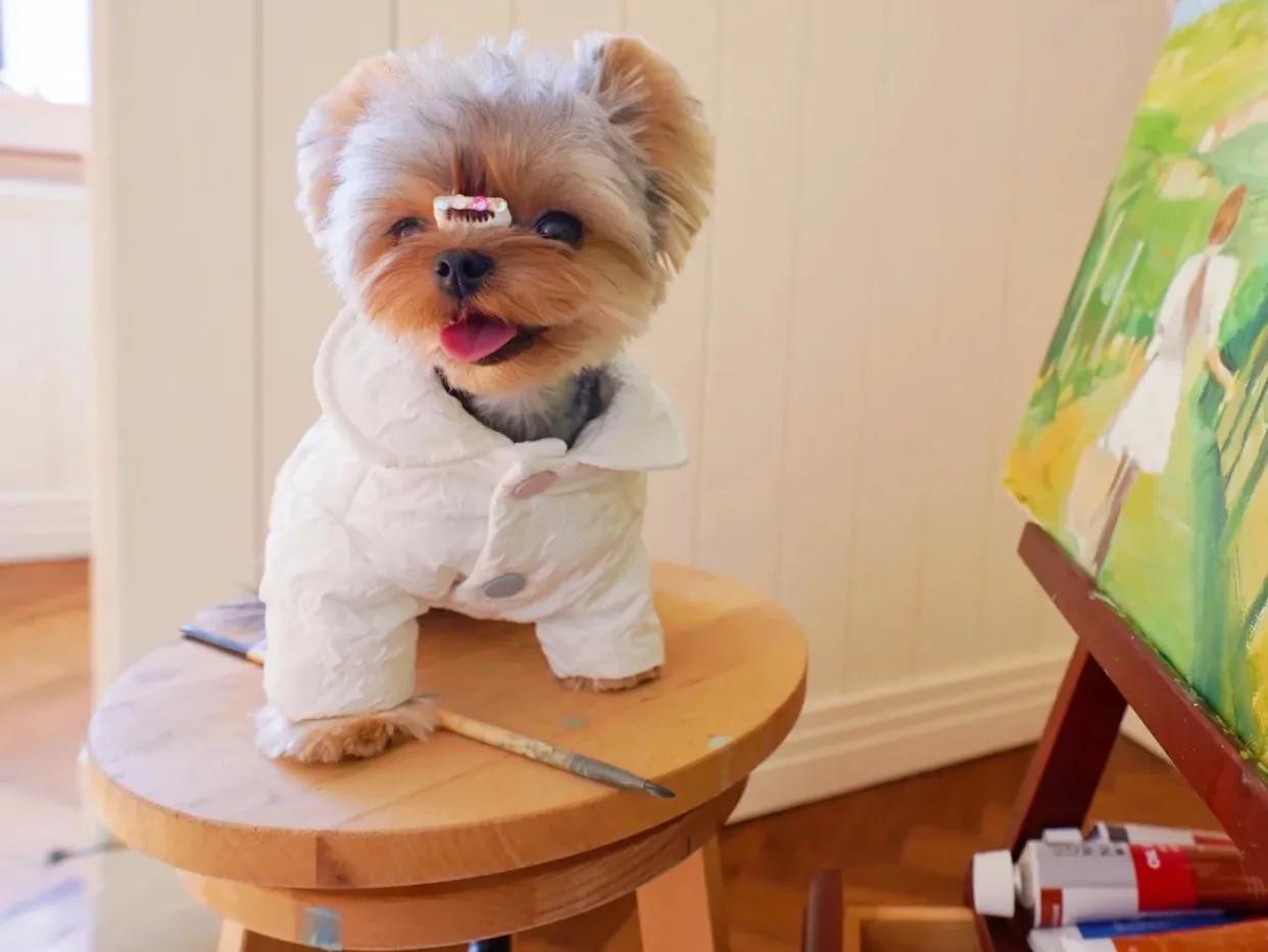 约克夏幼犬一般多少钱