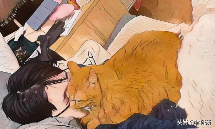 为什么猫喜欢趴在人胸口睡觉