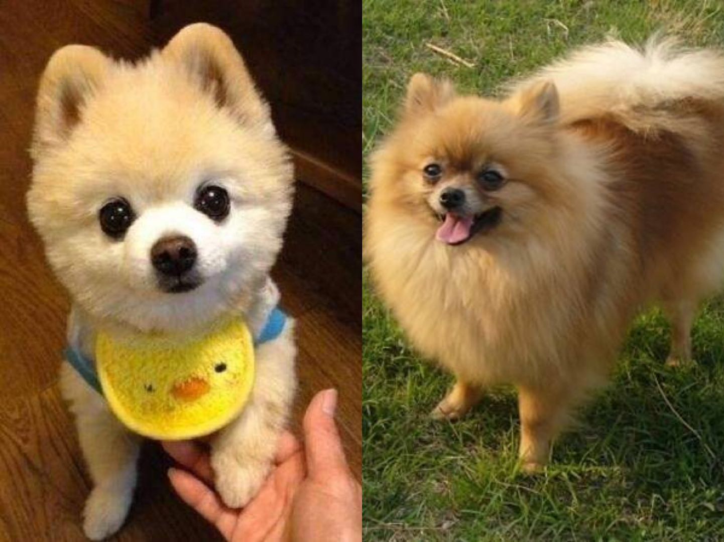 俊介是什么品种的狗狗