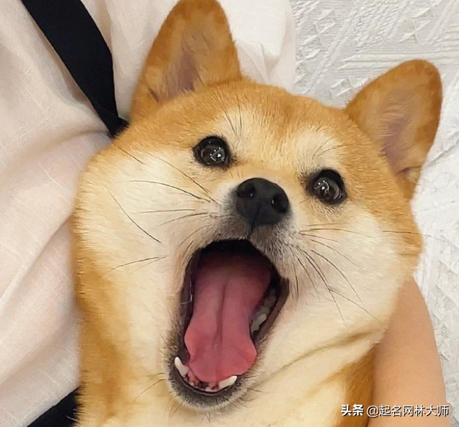 宠物狗名字大全萌萌哒