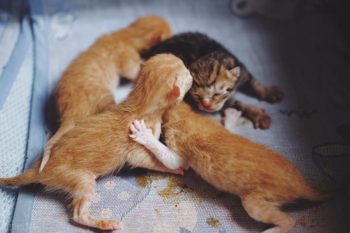 三个月的小猫能吃什么