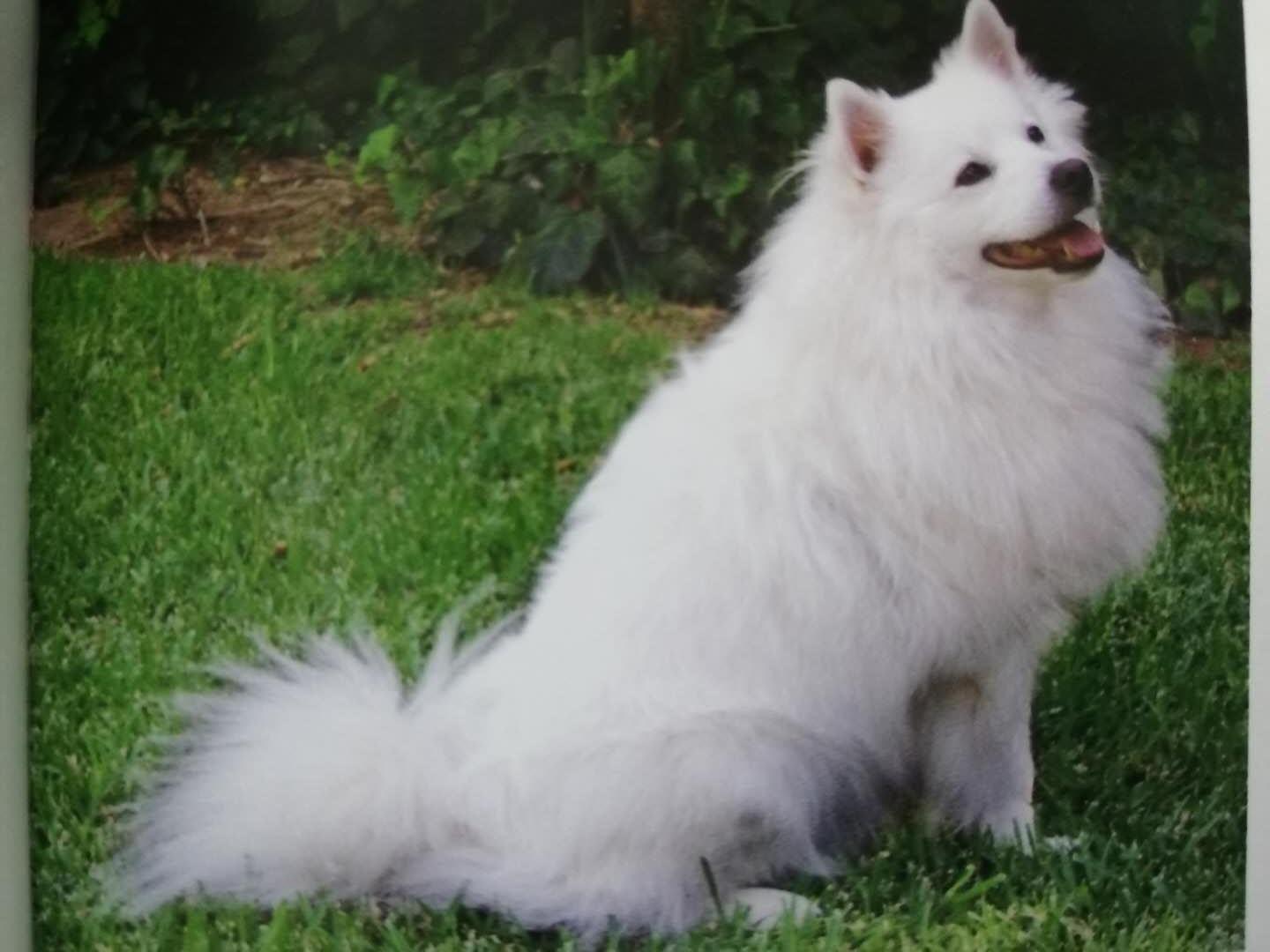 爱斯基摩犬价格多少钱一只