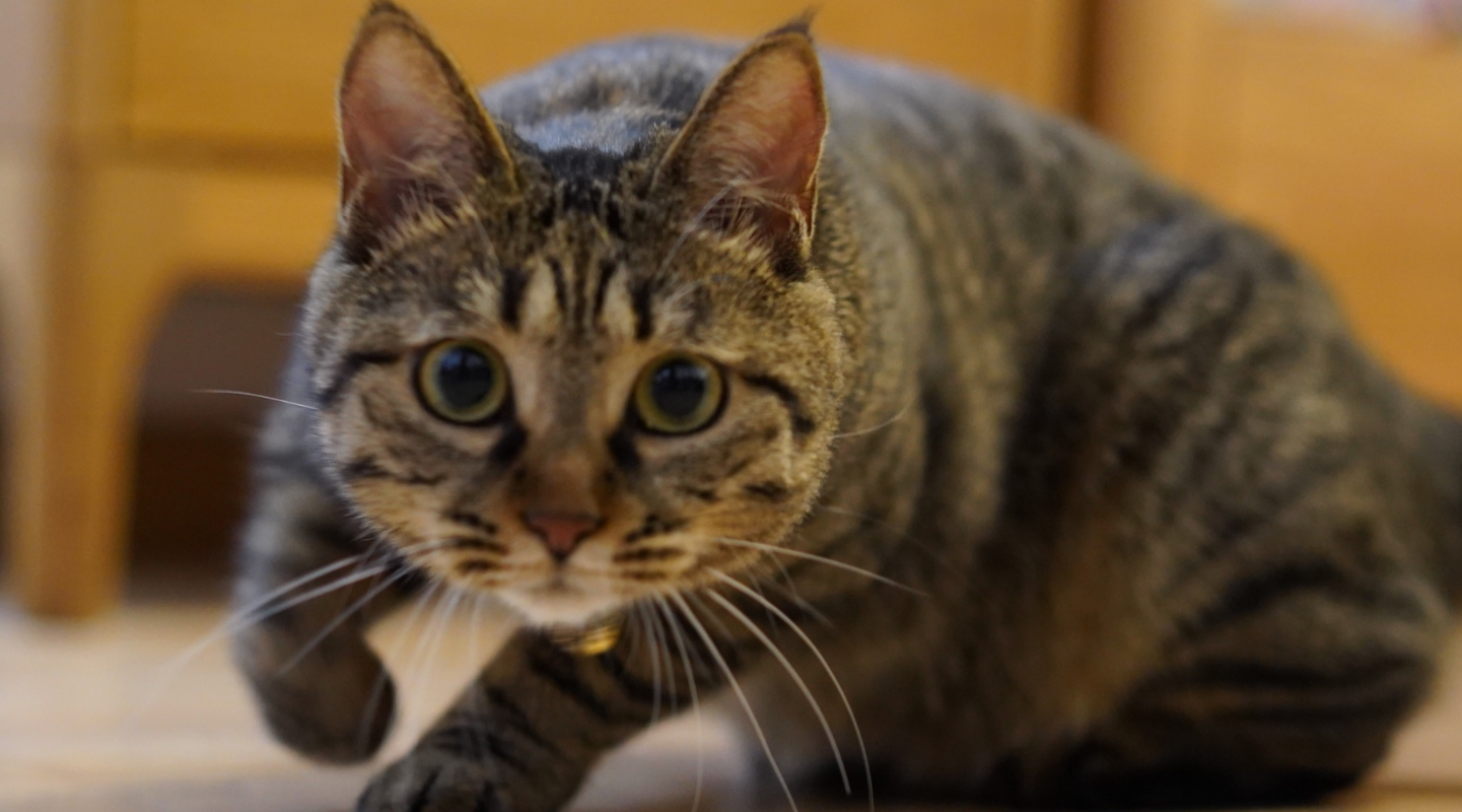 简州猫与狸花猫区别