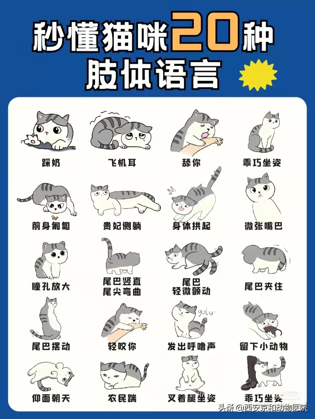 如何读懂猫语