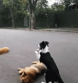 边牧怎么挑选品相