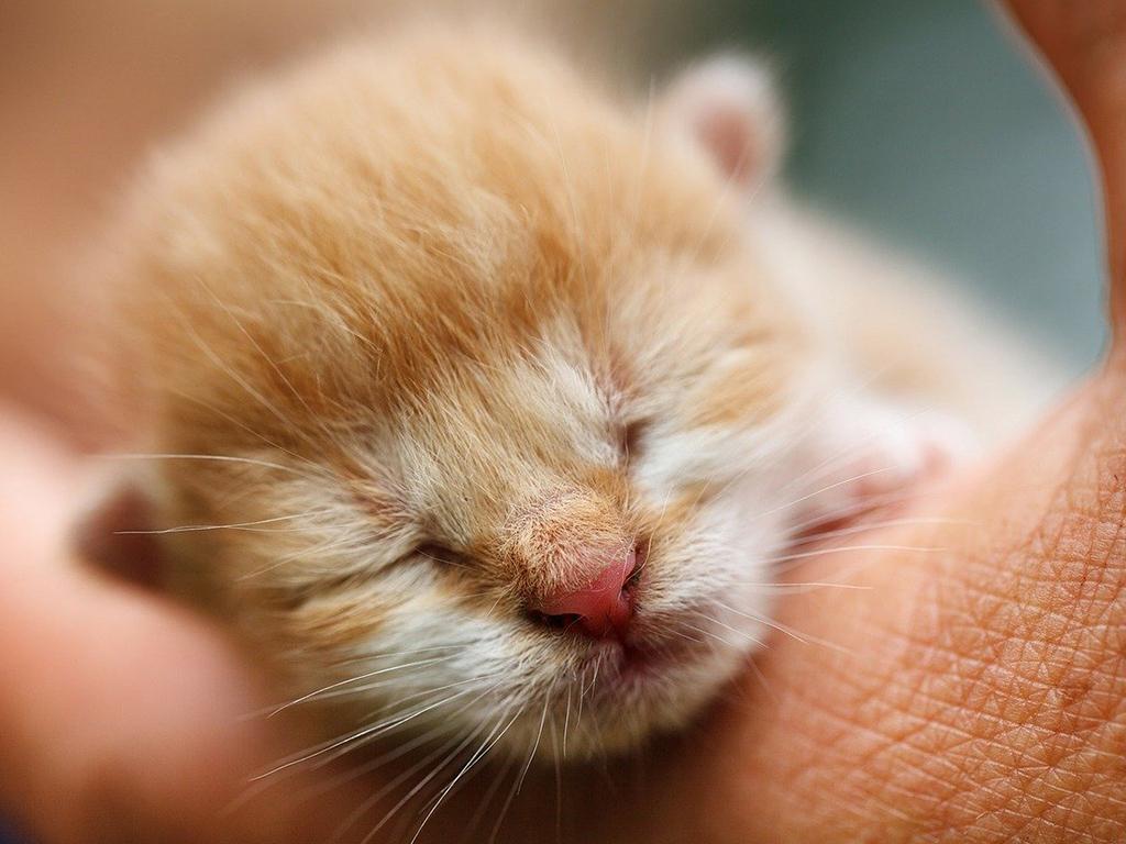 猫传染病会不会传染给人