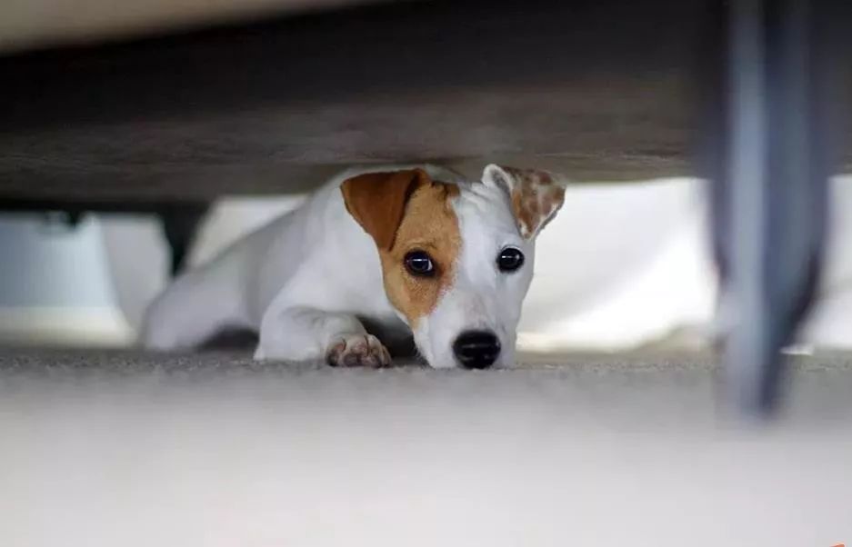 狗狗心理创伤的表现有哪些