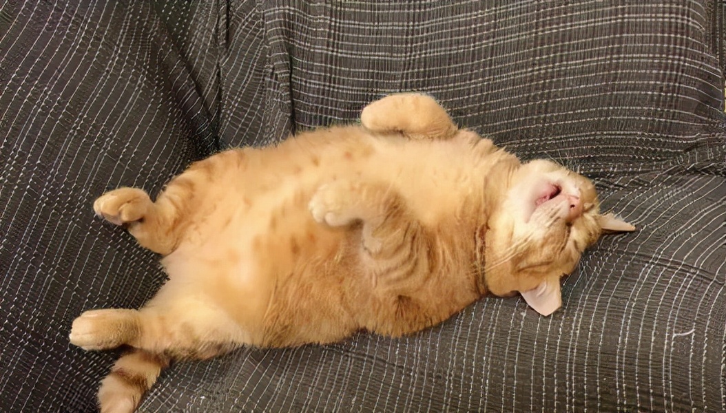 猫是最幸福的动物吗