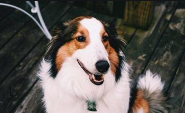 狗突然大量流粘稠口水