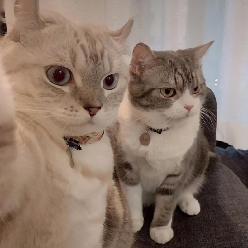 猫喜欢主人的表达方式