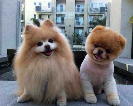 什么叫美式博美犬图片