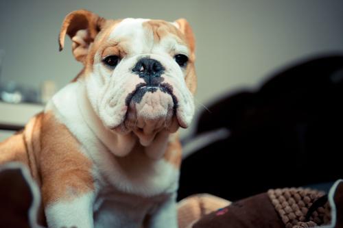 养狗营业执照怎么办理