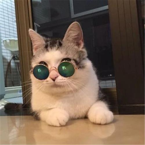 宠物猫名字有寓意