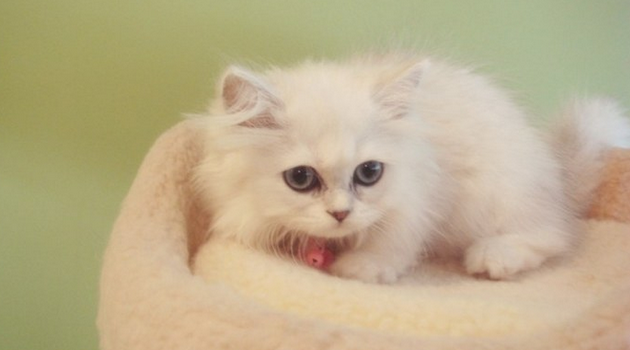 笔筒猫多少钱一只