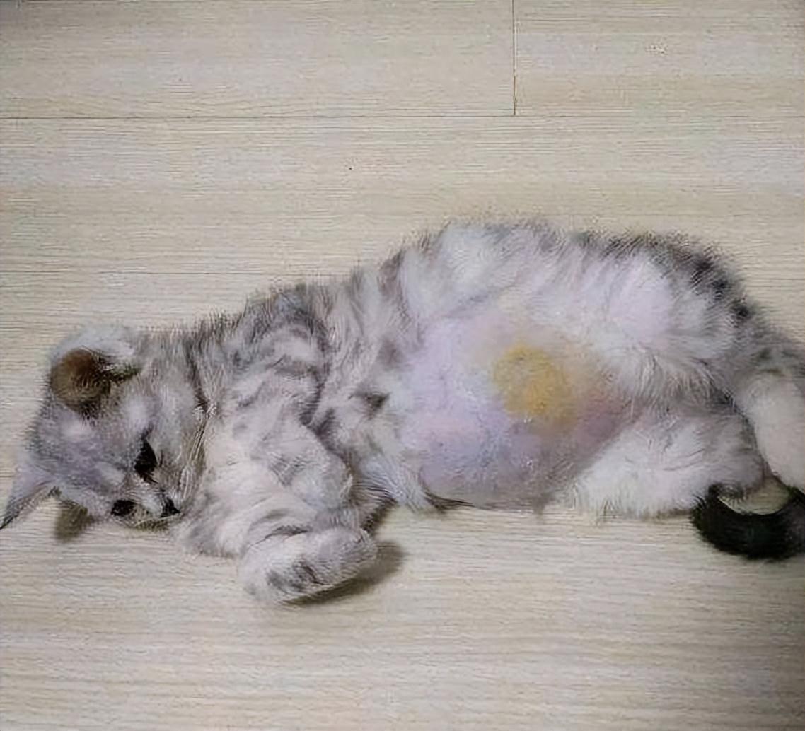 猫冠状是什么症状会传人吗