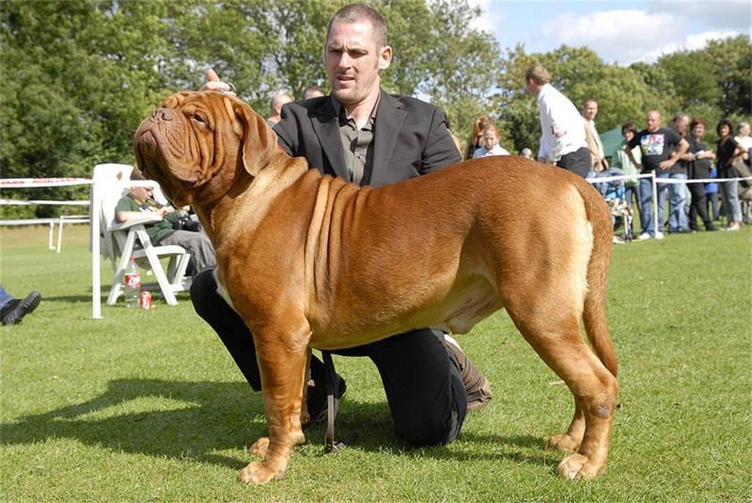 中国十大禁犬名单