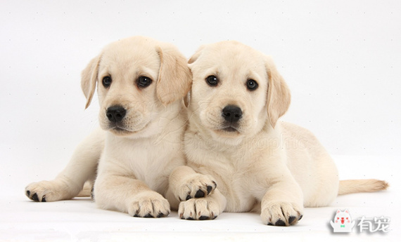 拉布拉多配种需要准备什么