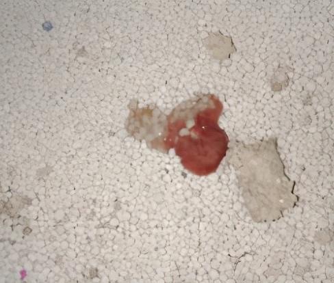 猫咪拉血但是精神很好