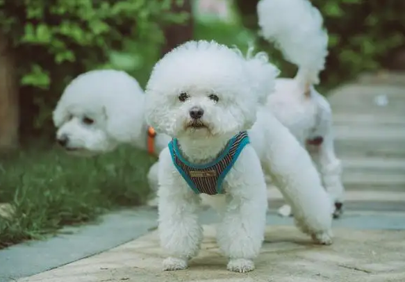 比熊犬的寿命一般是多少年