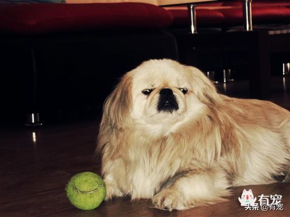 正宗京巴狗图片