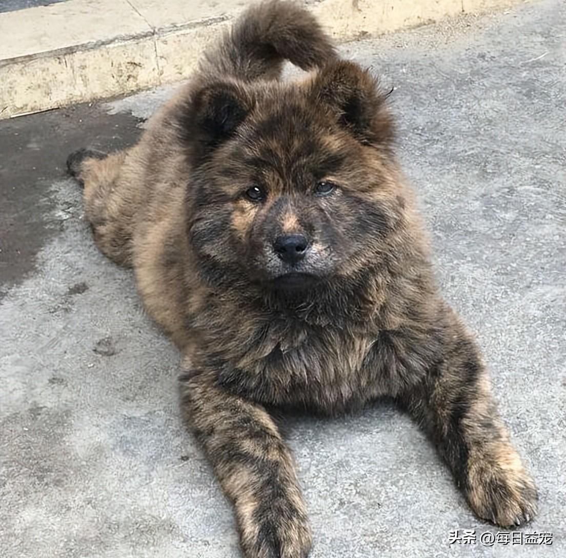 一只中华田园犬多少钱