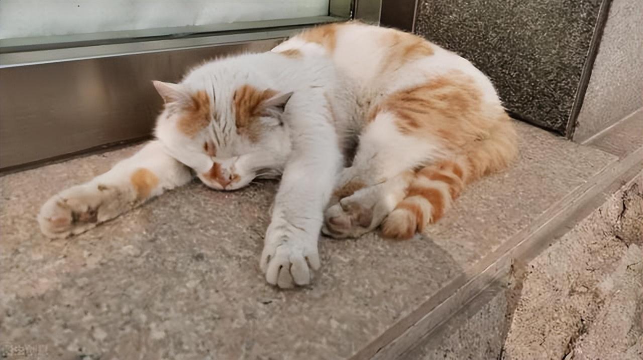 猫咪中暑会有哪些症状