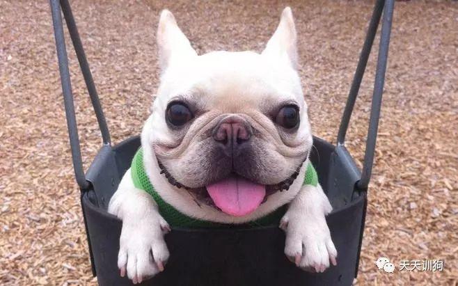 狗为什么要断尾