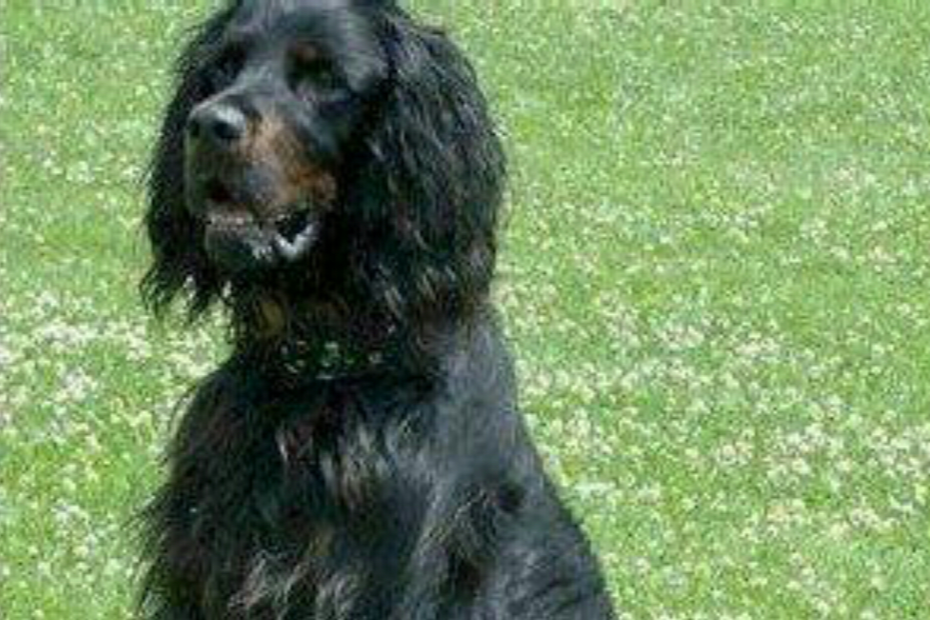 戈登雪达犬适合家养吗