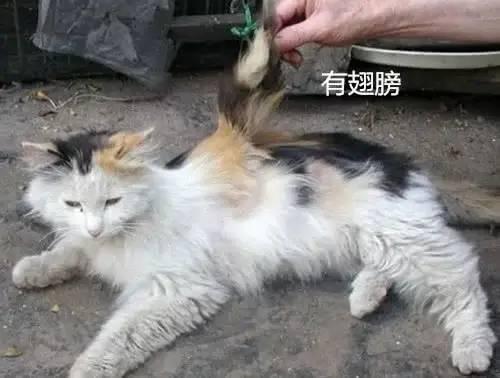 为什么捡小猫不吉利