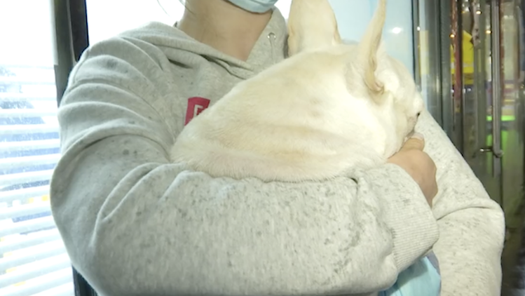 小泰迪结扎大概多少钱