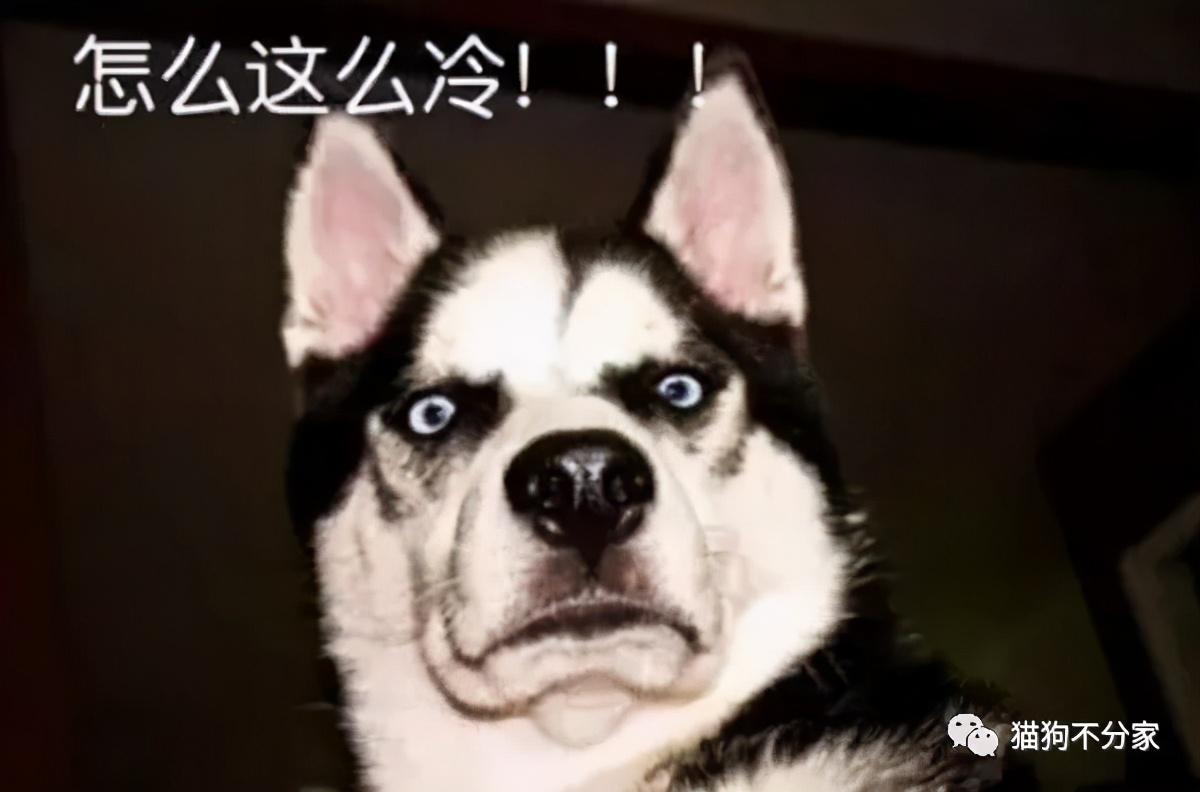 狗狗的正常体温是多少