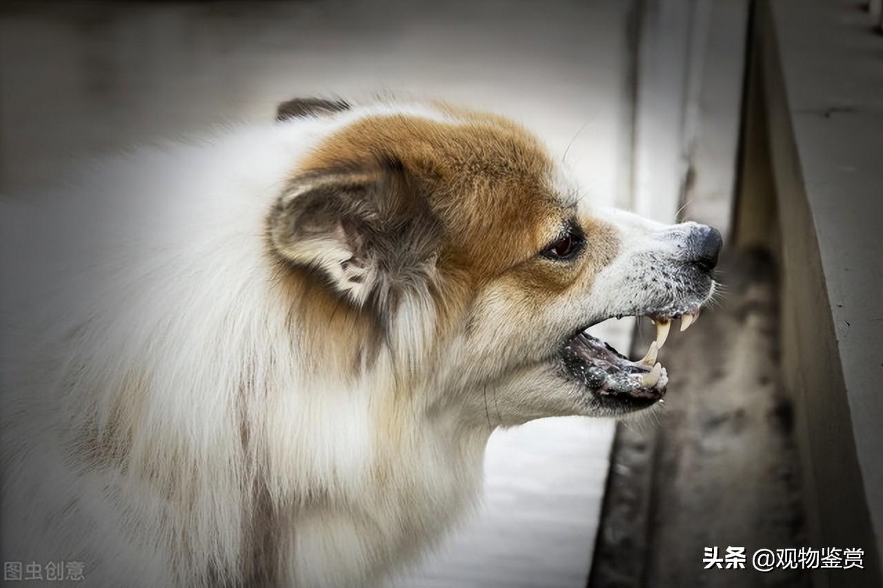 狗自身会携带狂犬病毒吗