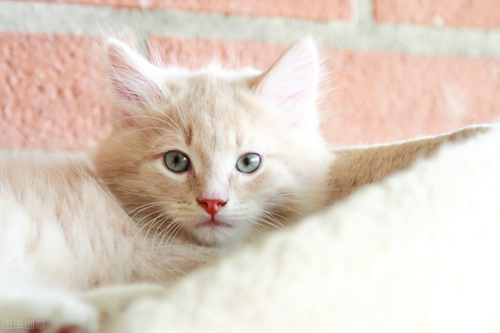 猫不喜欢百合花吗