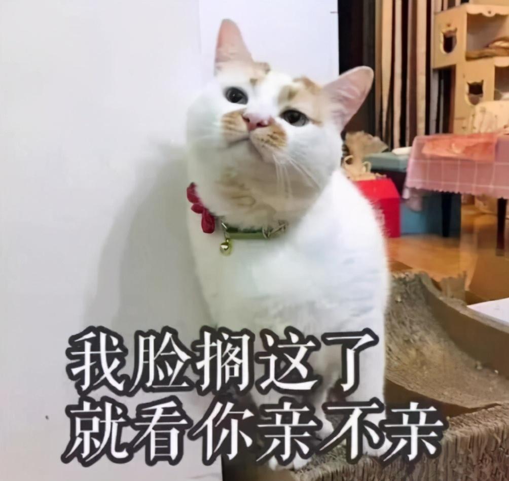 小猫的寿命是多少年