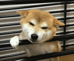 什么宠物狗最好养你知道吗