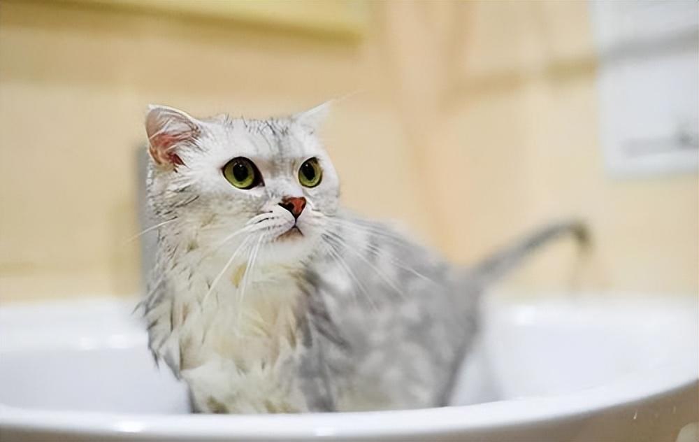 猫咪洗澡水温度一般多少度
