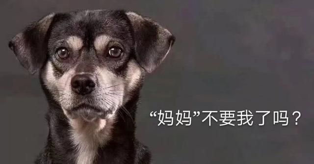 大麦町犬为什么禁养
