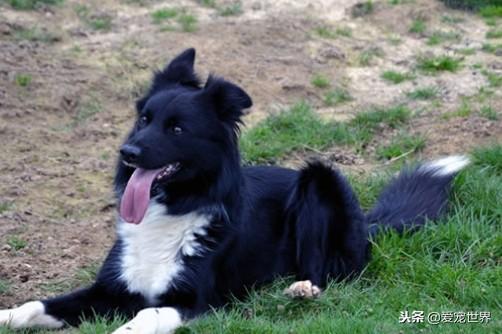 中型犬养什么比较好一点