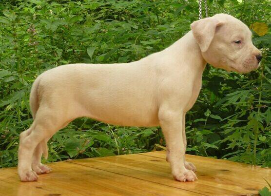 波音达多少钱一只幼犬