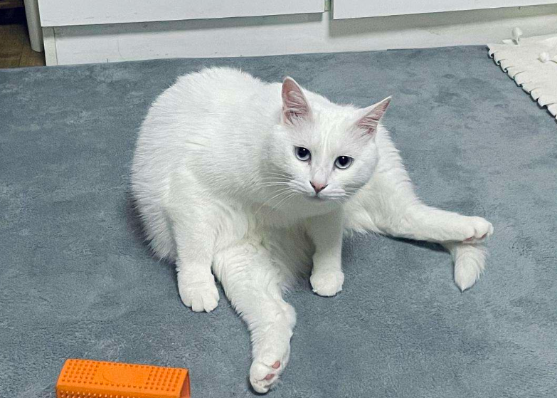 白色的长毛猫是什么品种