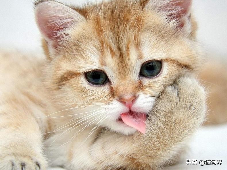 养小猫的注意事项有哪些