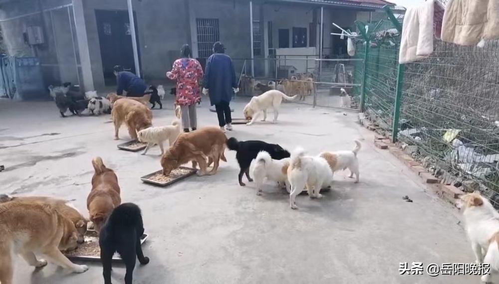 流浪狗救助站怎么申请