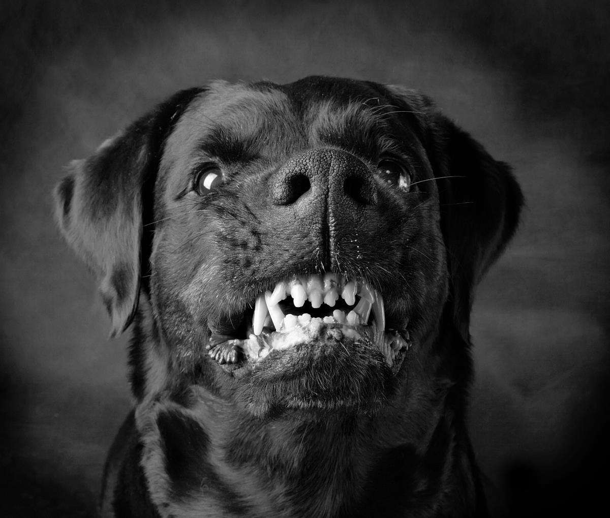 什么狗看着凶实际上温柔