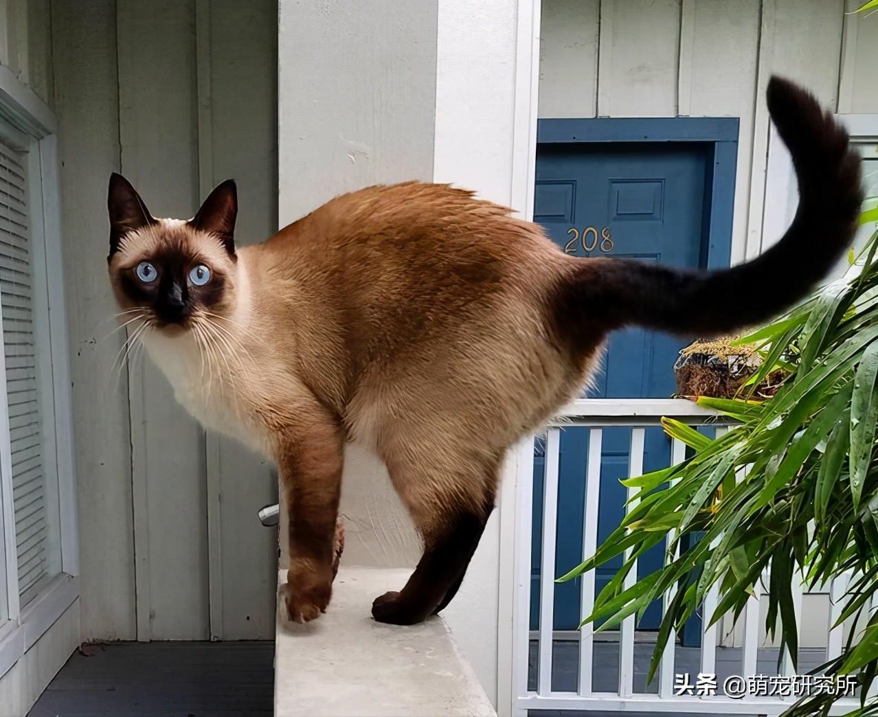 暹罗猫寿命一般多少年