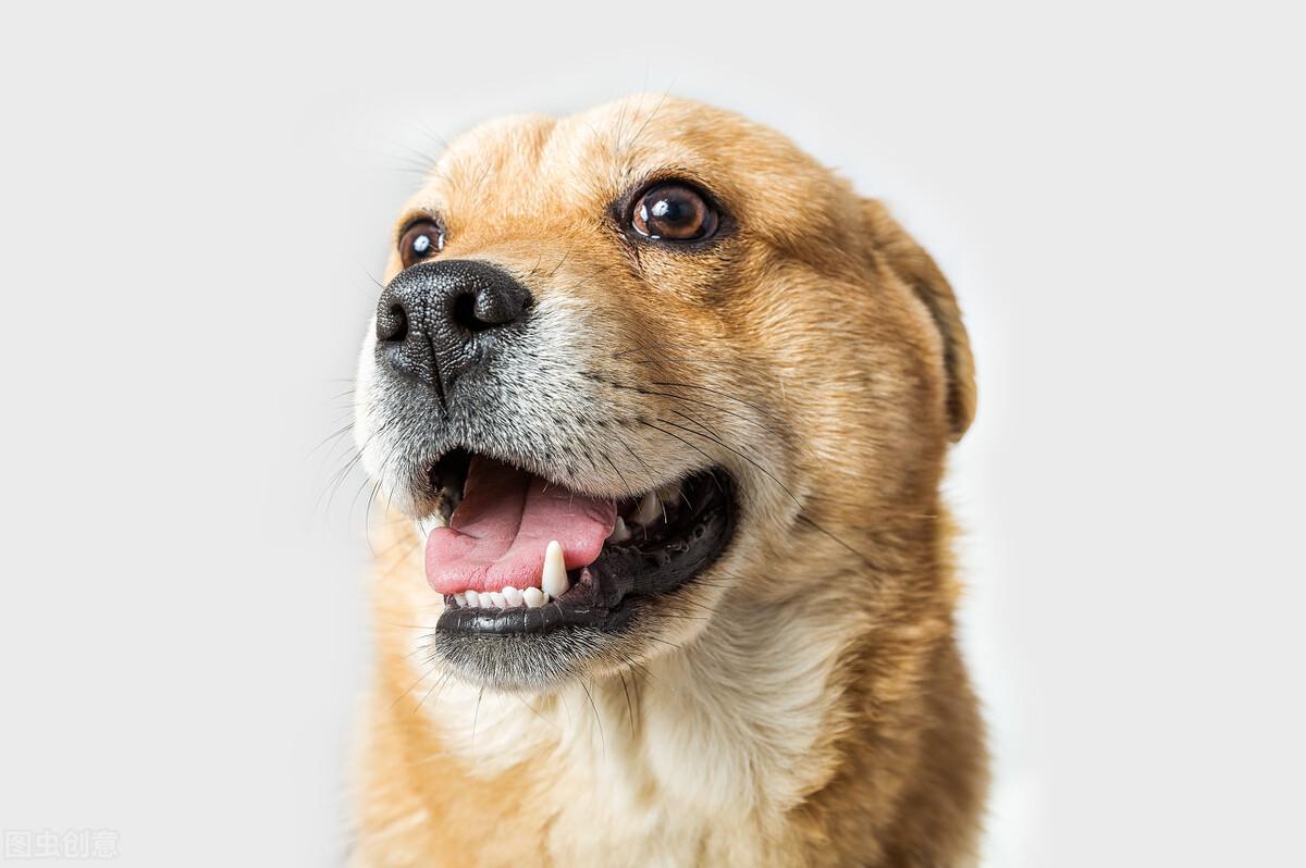 去宠物店驱虫一次多少钱