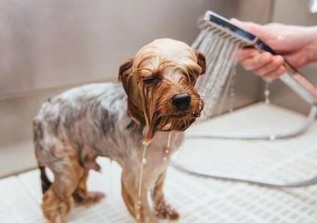 幼犬什么时候可以洗澡