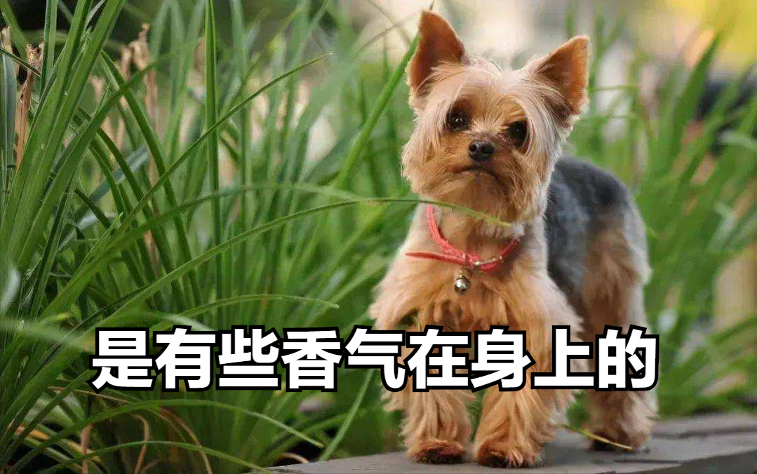 阿拉斯加爱斯基摩犬多少钱